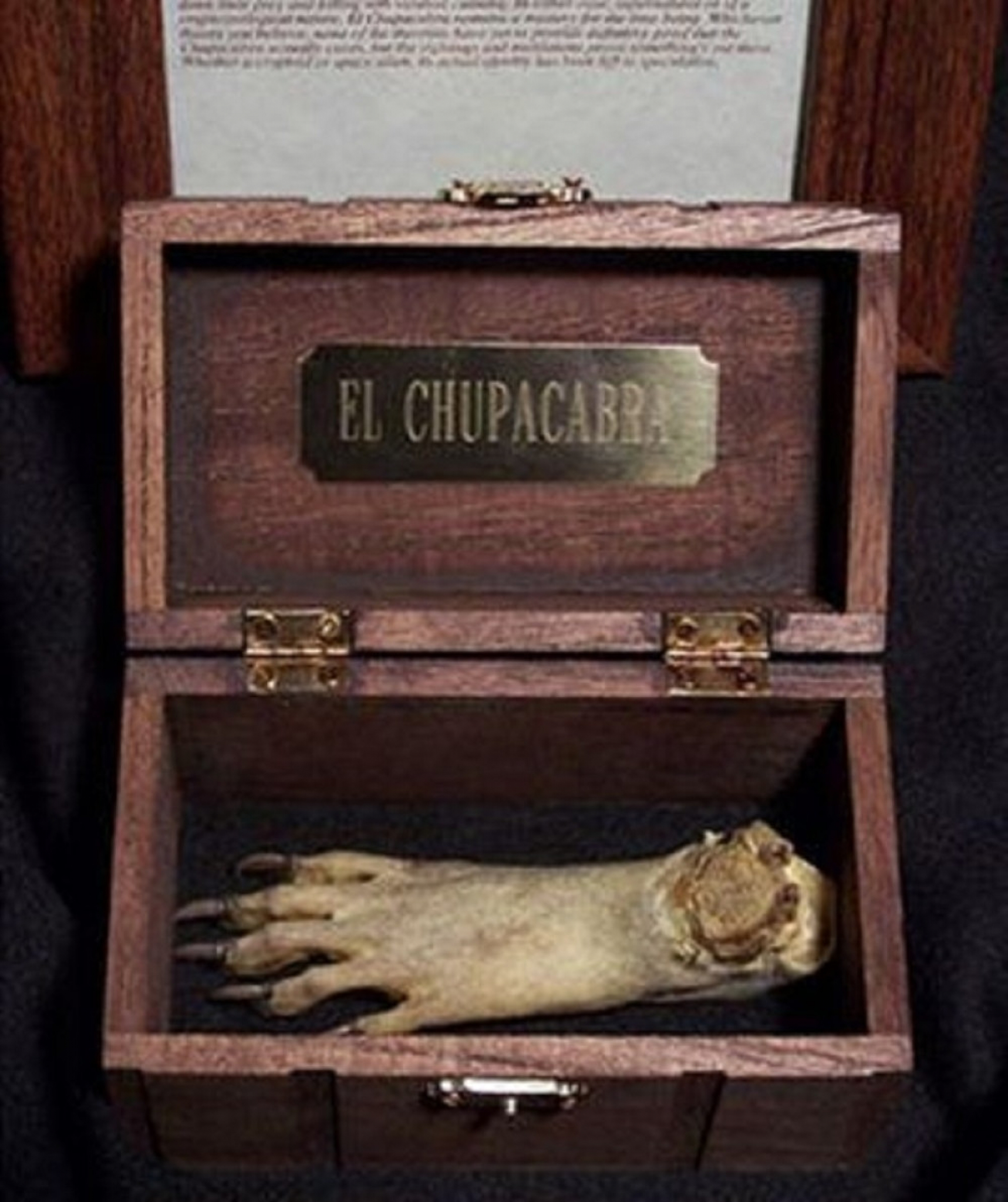 čupakabra, zver, životinja