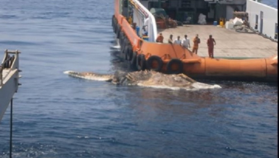 morsko čudovište, kostur, misterija