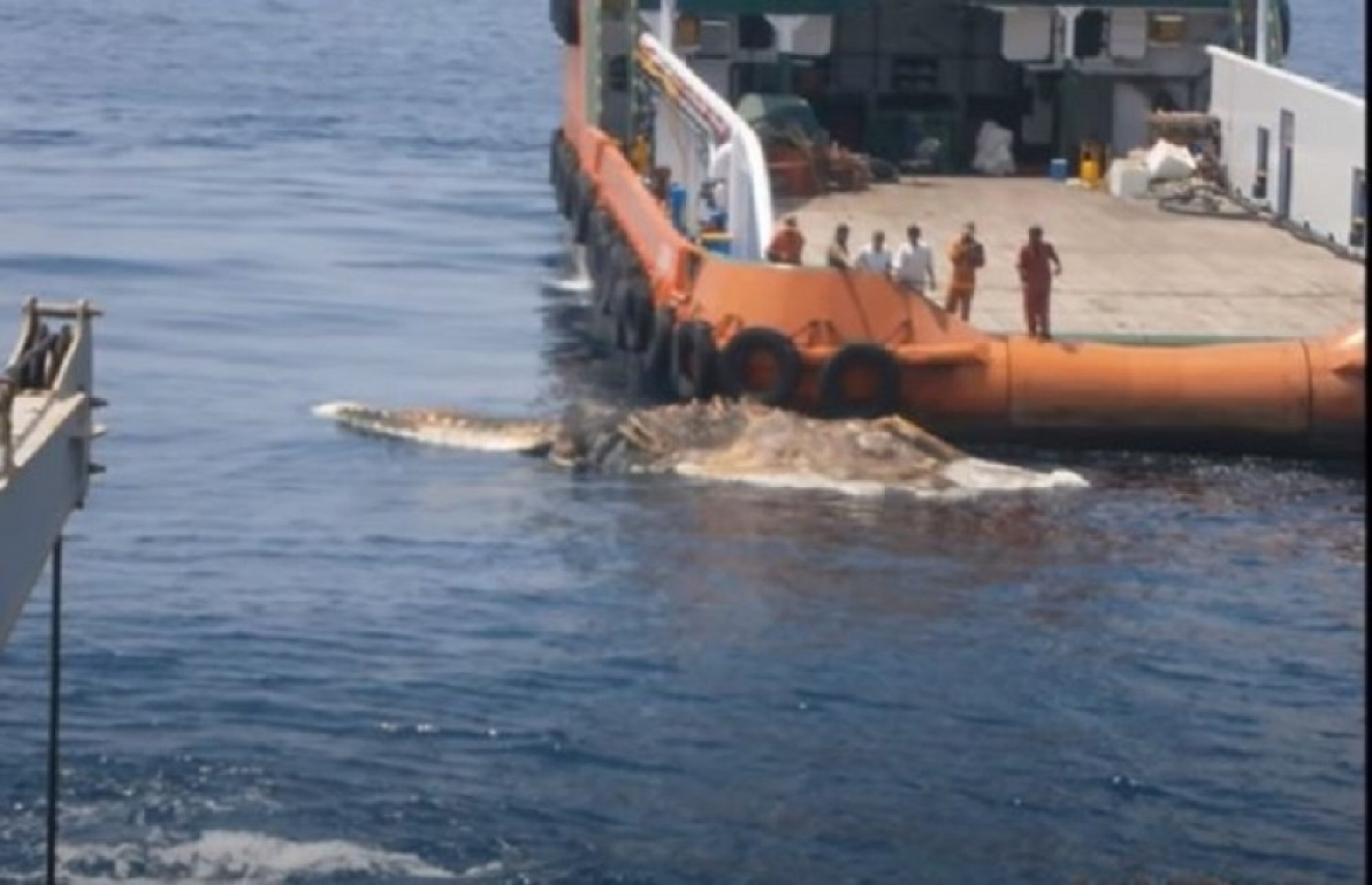 morsko čudovi&scaron;te, kostur, misterija