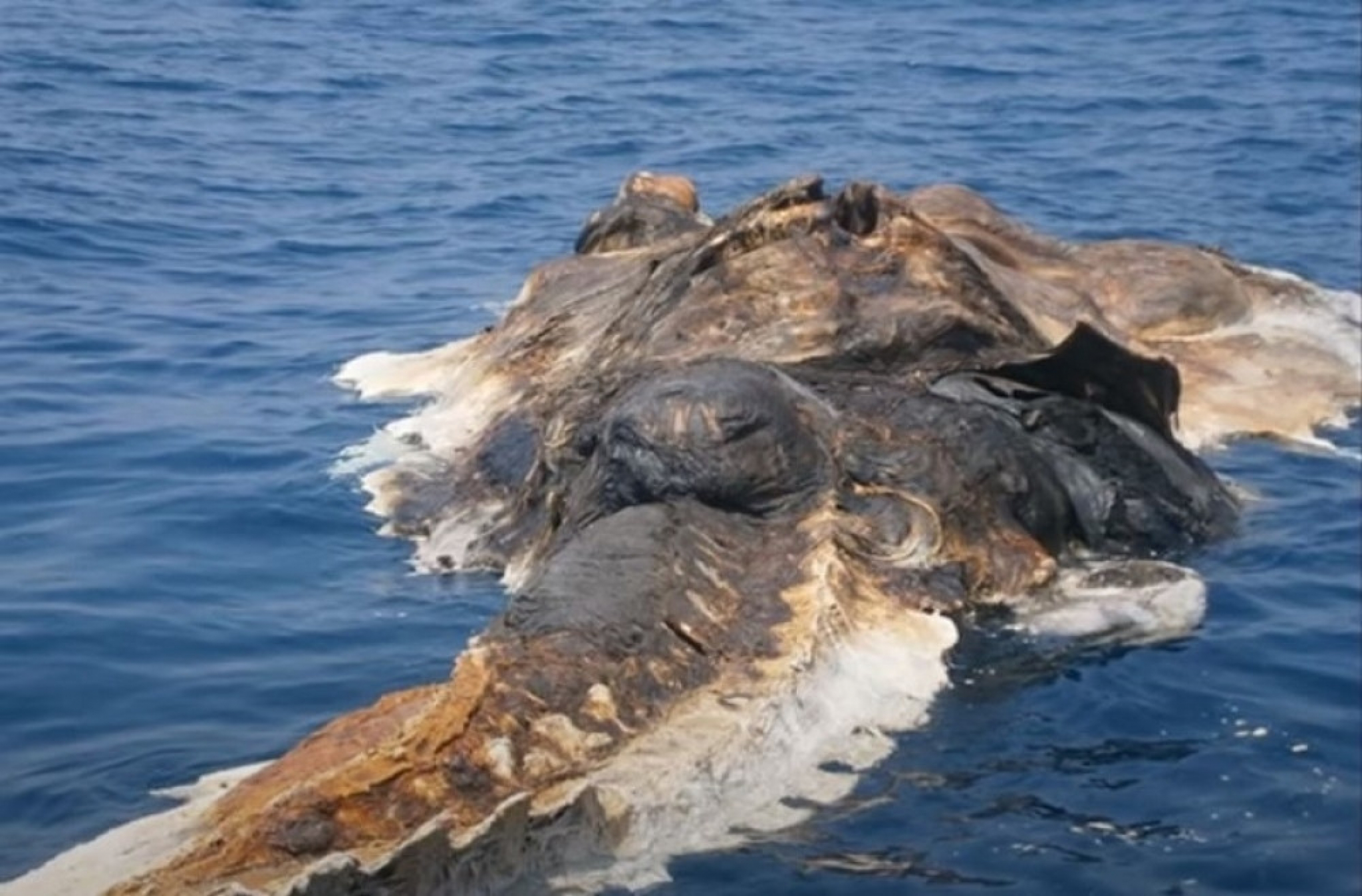 morsko čudovi&scaron;te, kostur, misterija