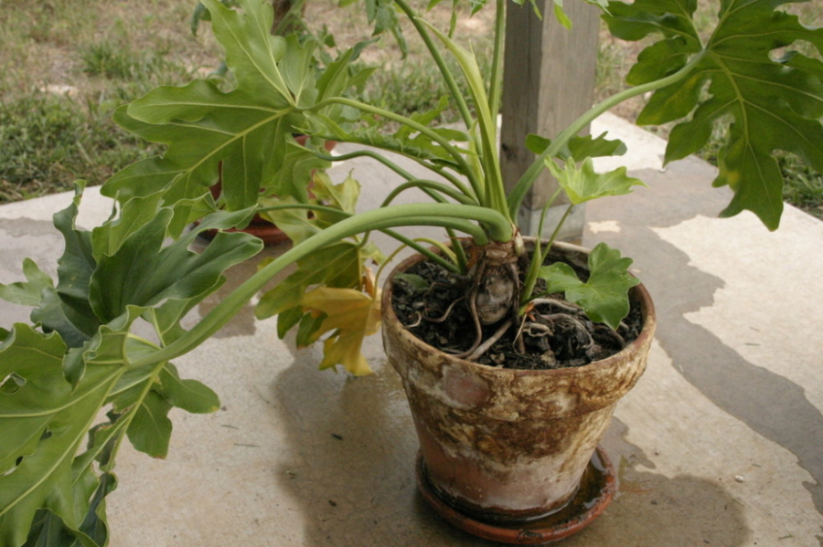 SAVETI STRUČNJAKA Prelepe ali otrovne: Ove biljke ne bi smeli da držite u kući, evo kad su najopasnije!