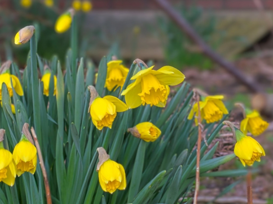 SAVETI STRUČNJAKA Prelepe ali otrovne: Ove biljke ne bi smeli da držite u kući, evo kad su najopasnije!