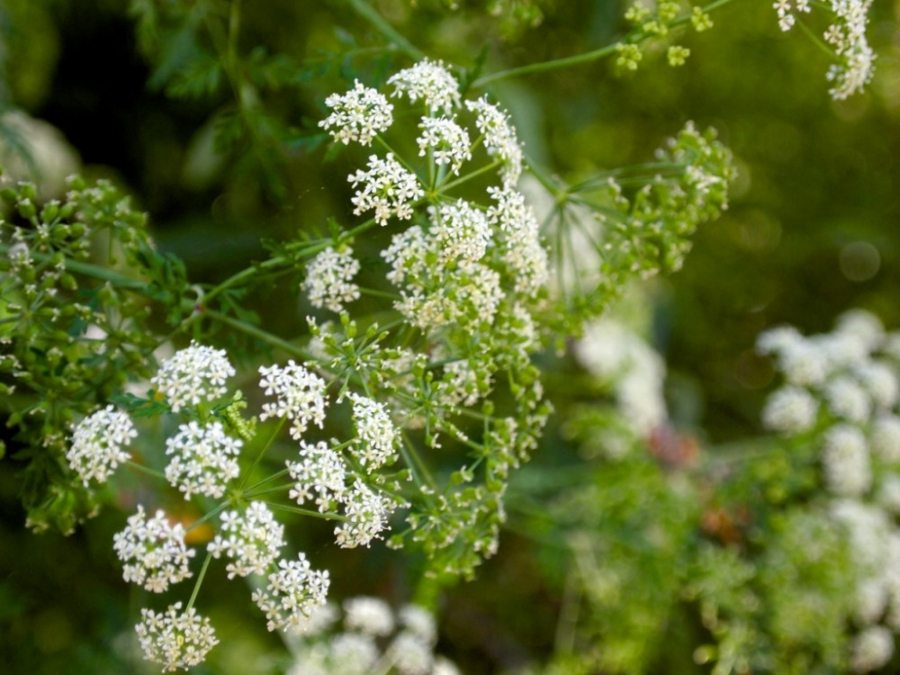 SAVETI STRUČNJAKA Prelepe ali otrovne: Ove biljke ne bi smeli da držite u kući, evo kad su najopasnije!