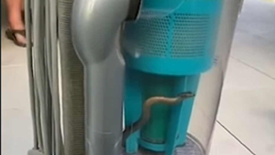 zmija, zmija u usisivaču