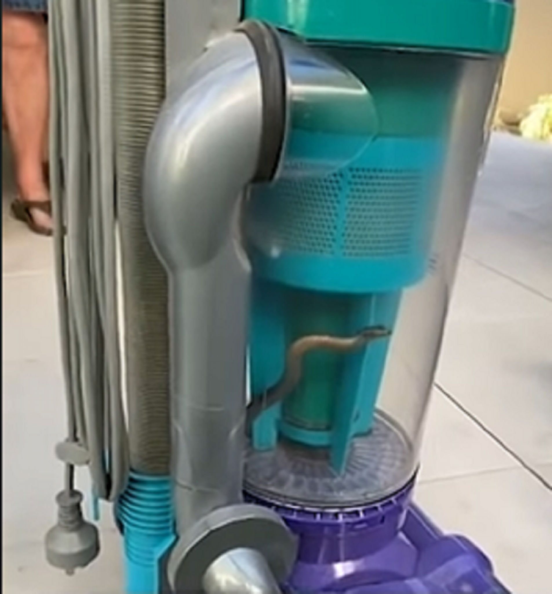 zmija, zmija u usisivaču