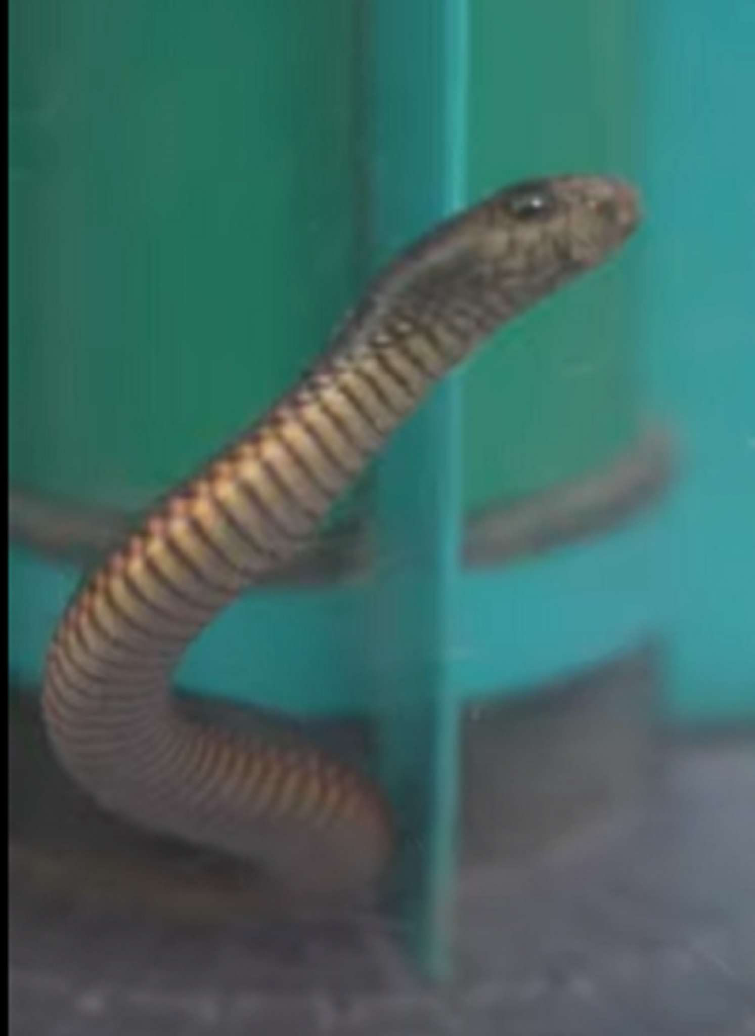 zmija, zmija u usisivaču