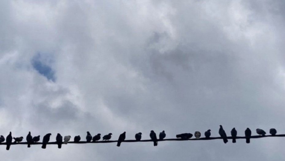 Vreme, golubovi