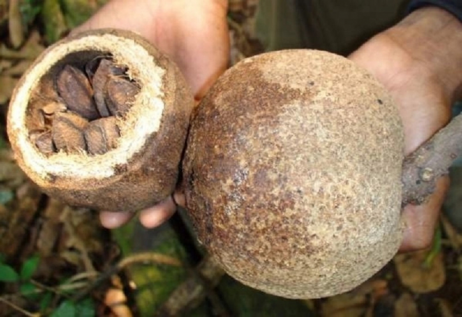 ČINI MAGIČNE STVARI ZA ORGANIZAM Ako pojedete 2 brazilska oraha dnevno, usporićete starenje i ojačati imunitet, ali može da naškodi ovim osobama