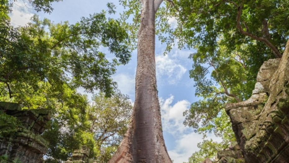 Ta Prom, Kambodža, napušteni grad, istorija
