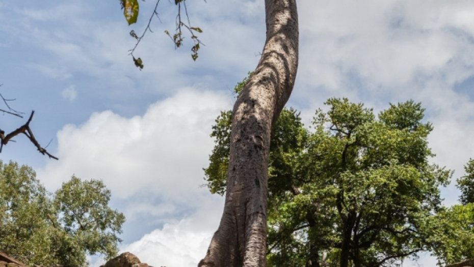 Ta Prom, Kambodža, napušteni grad, istorija