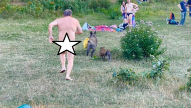 nudista, divlje svinje