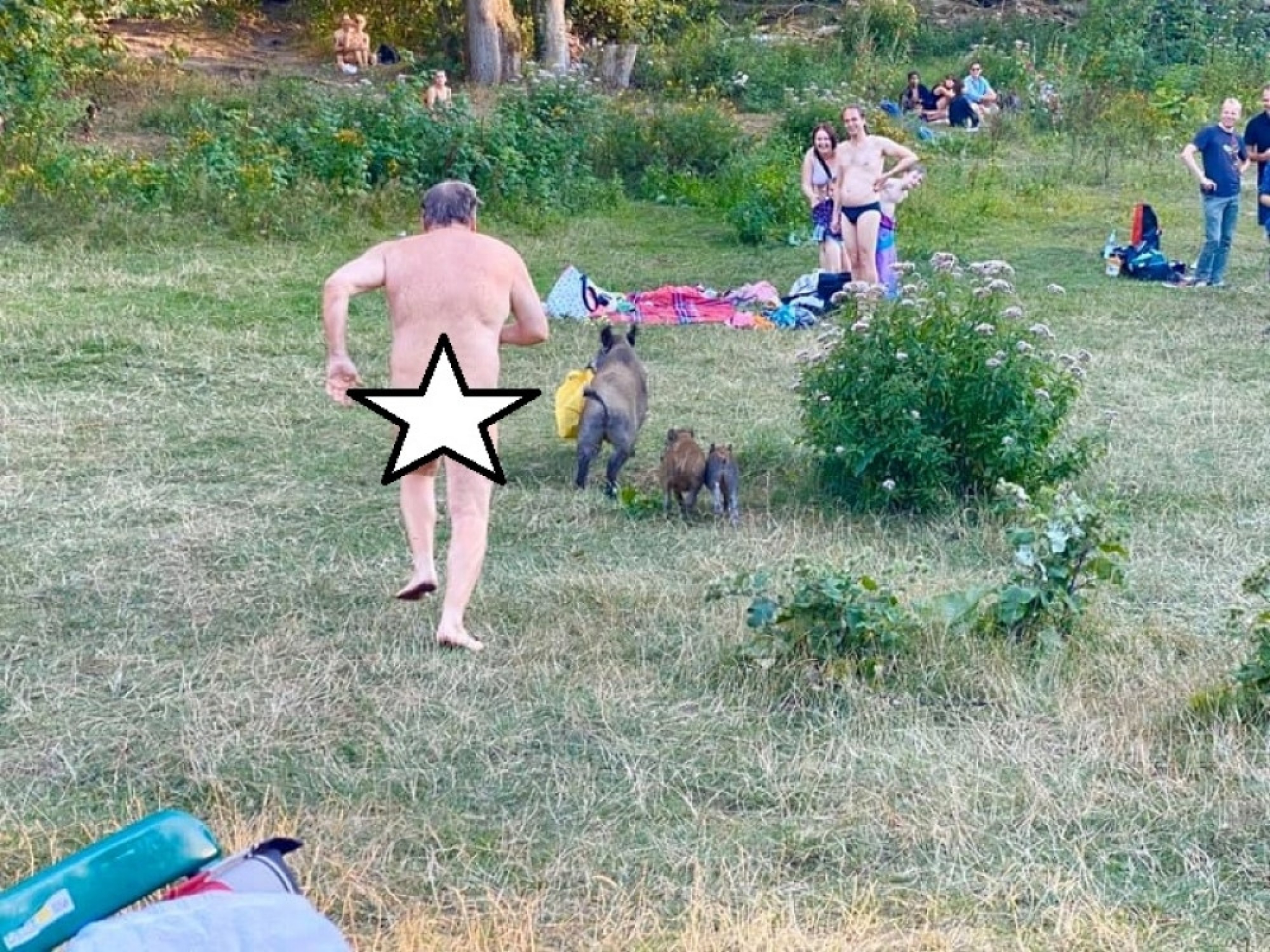 nudista, divlje svinje