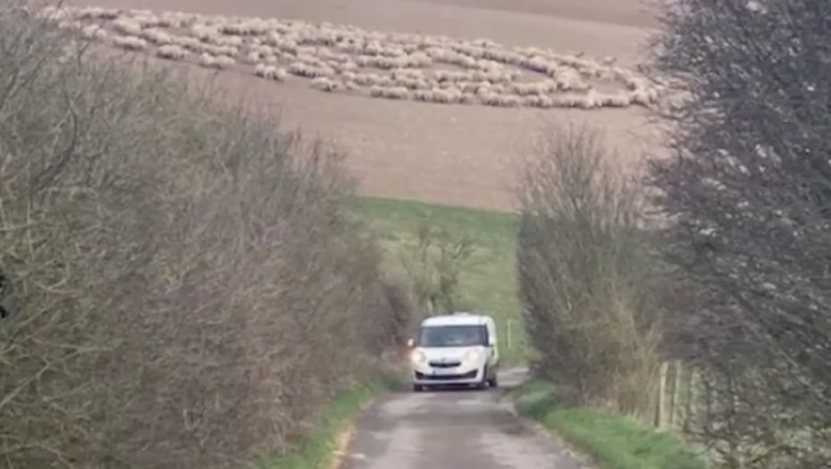 ovce, krug, misterija