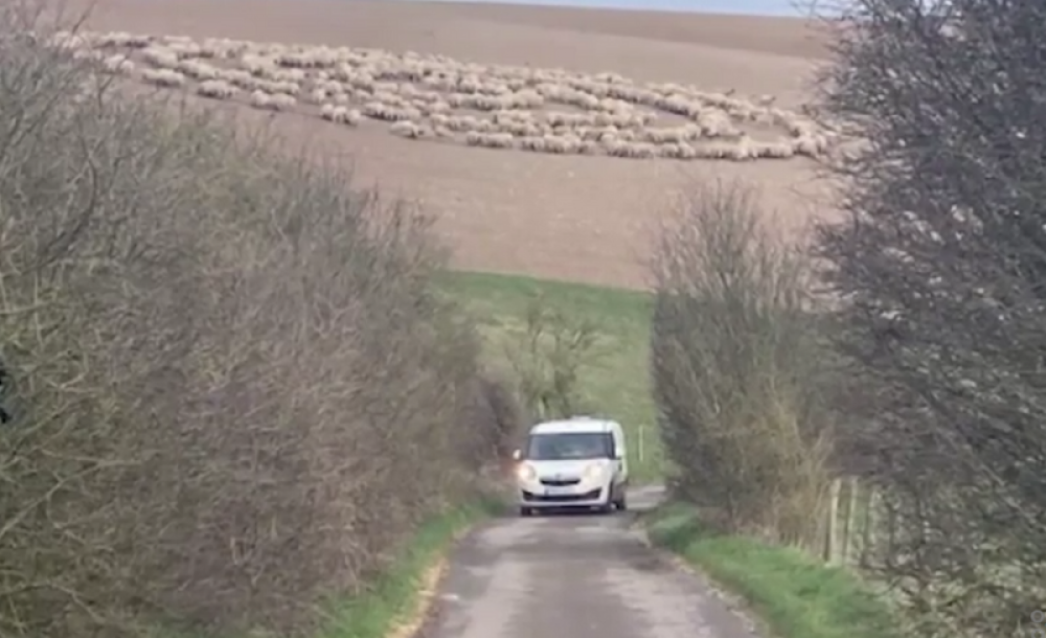 ovce, krug, misterija