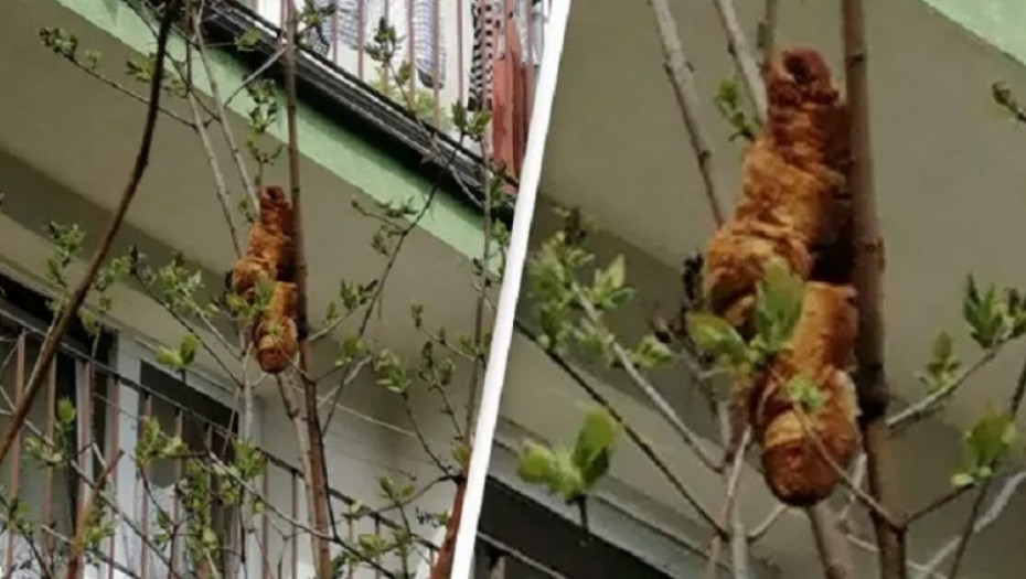 kroasan na drvetu, pecivo