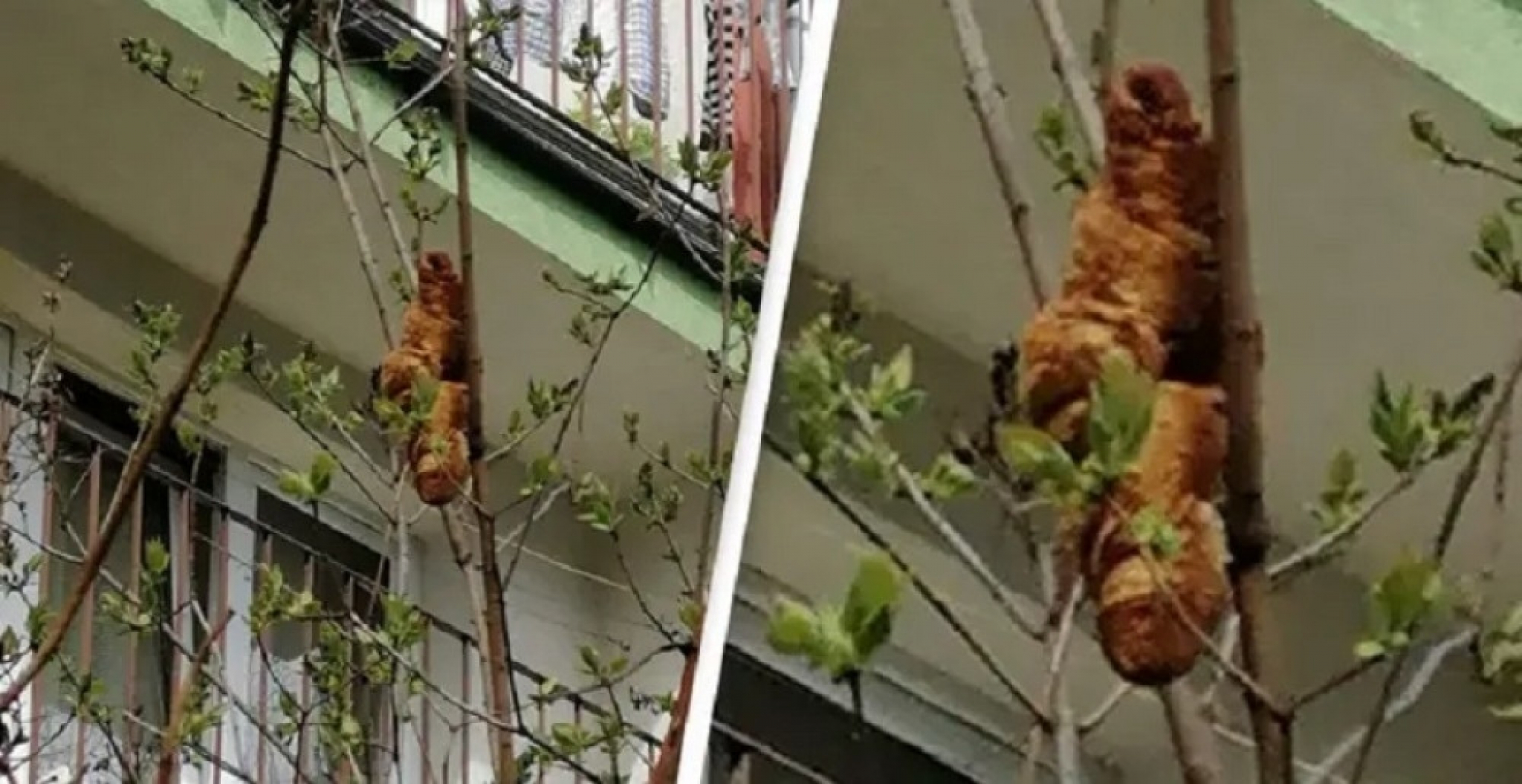 kroasan na drvetu, pecivo