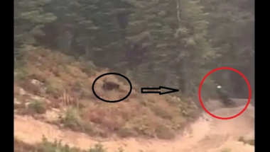 medved, biciklista, šuma