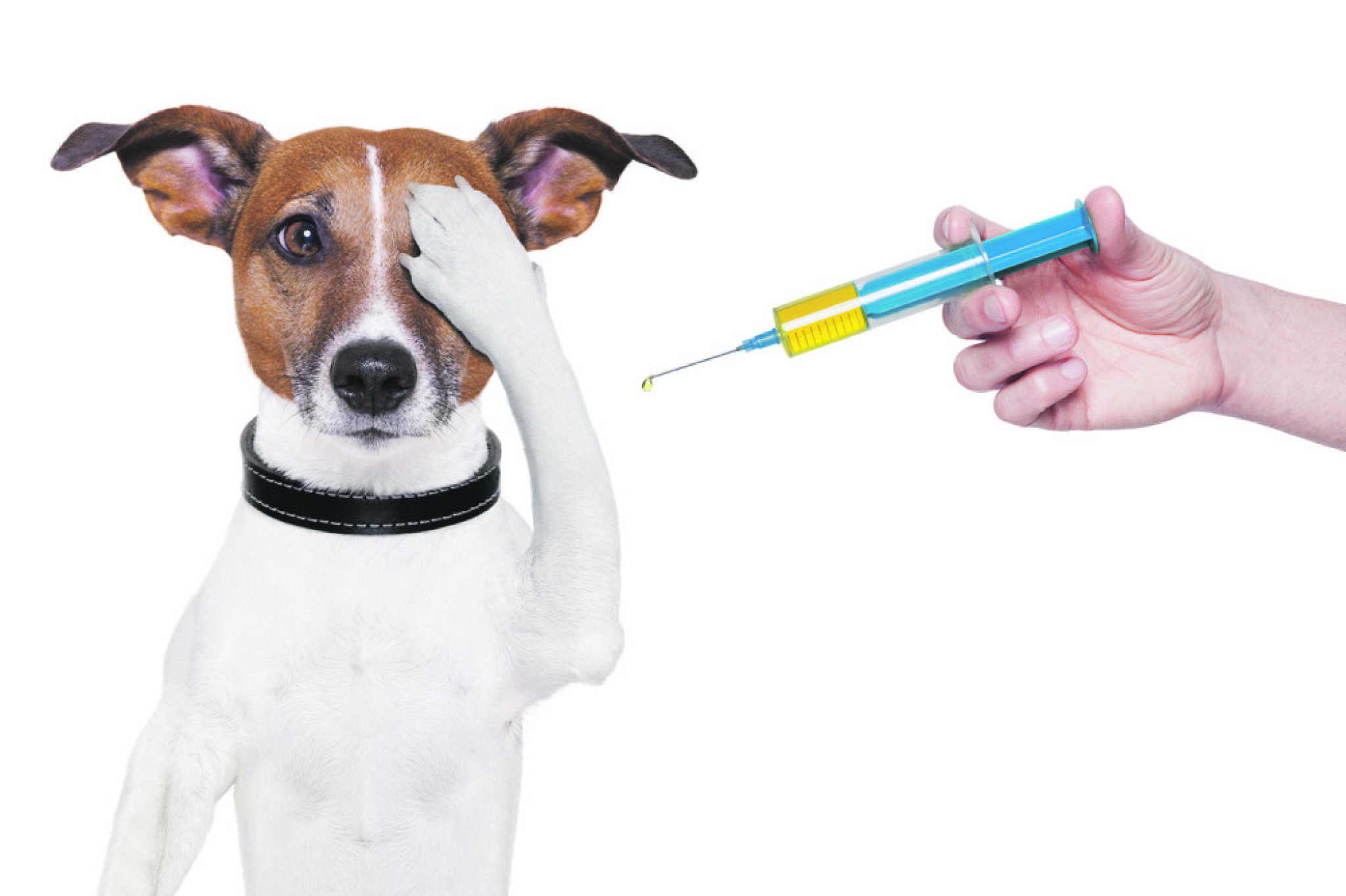Pas i vakcina