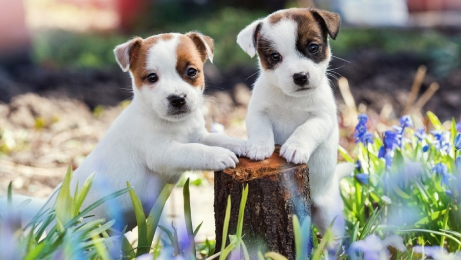 štene, tenad, kućni ljubimci, psi