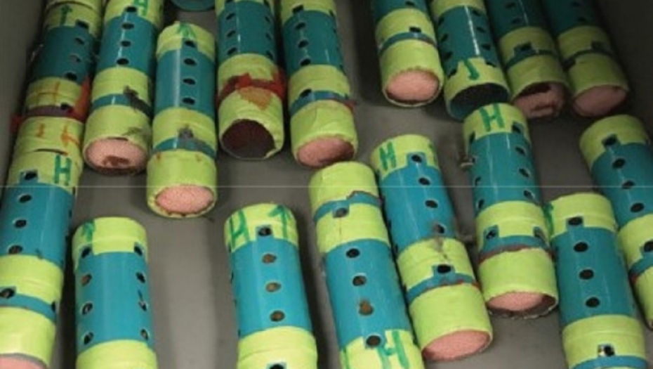 krijumčarenje, ptice