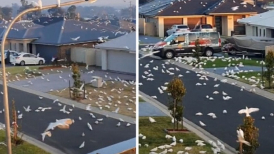 papagaji, najezda papagaja, tiktok