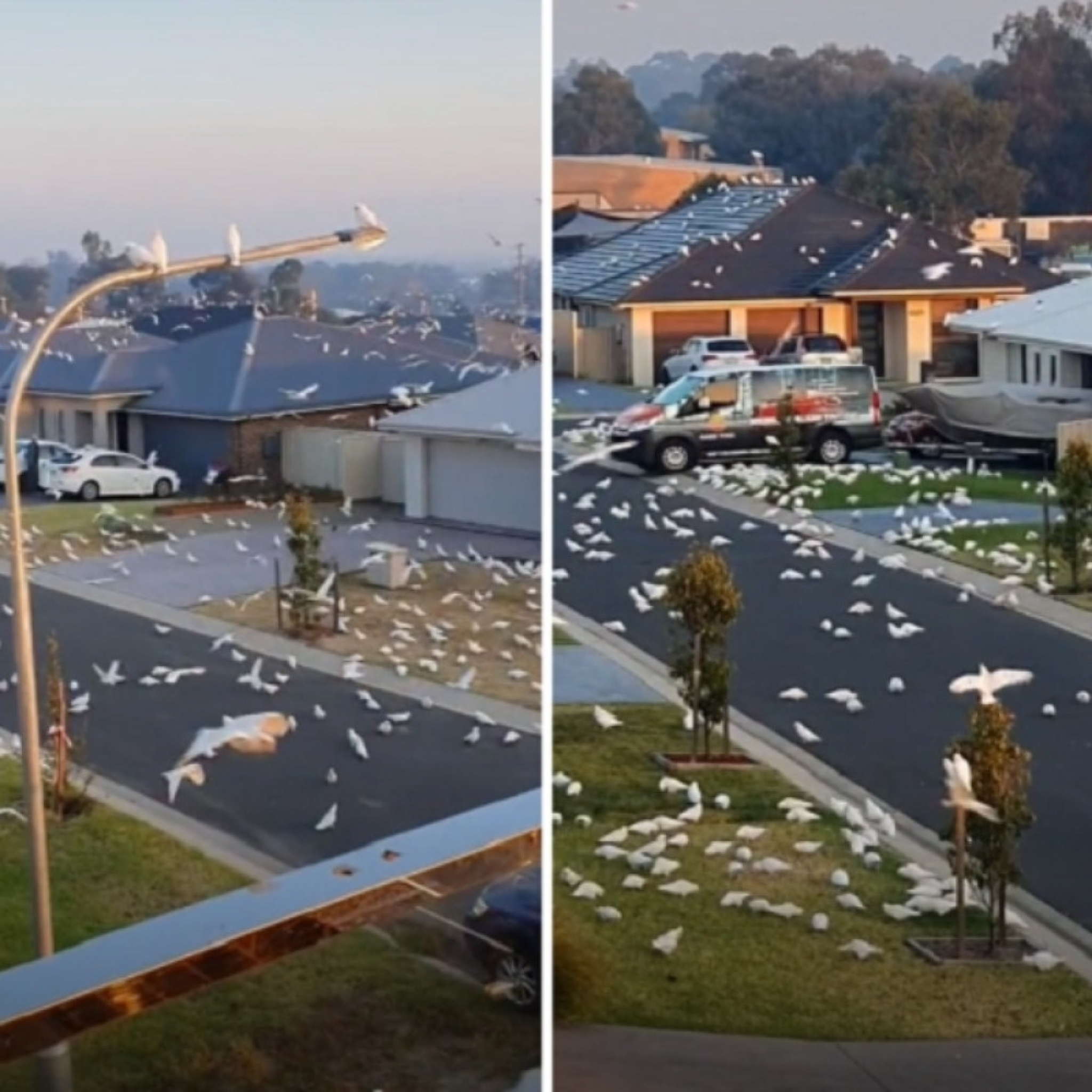 papagaji, najezda papagaja, tiktok