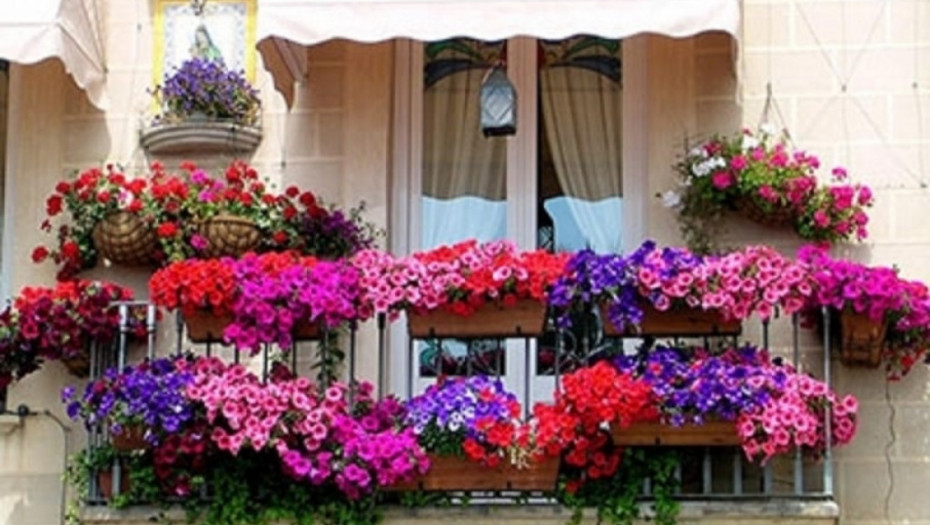 TRIK ISKUSNIH BAŠTOVANA Dodajte ovo u saksiju i muškatle će vam bujati "kao lude", sve do zime!