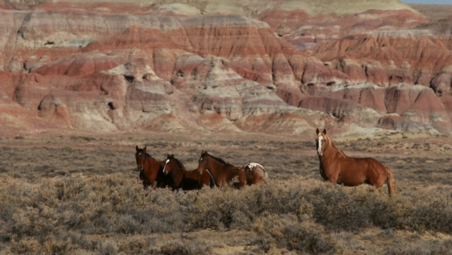 koji, koji, divlji konji