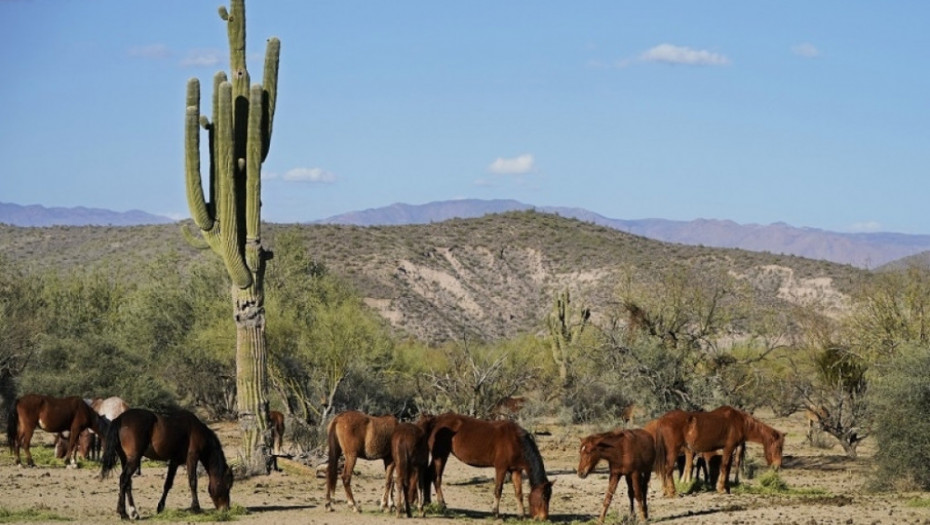 koji, koji, divlji konji