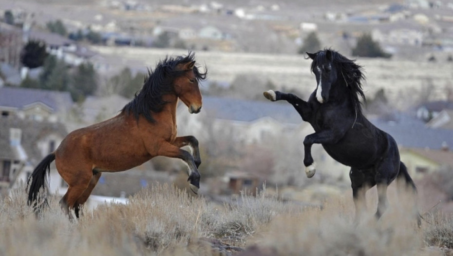 koji, koji, divlji konji