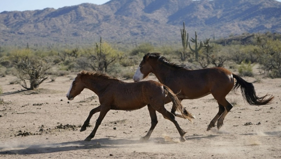 koji, koji, divlji konji