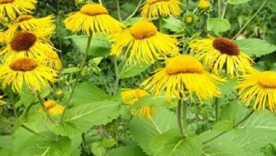 PREDSTAVLJAMO VAM ČAROBNI MASLAČAK Isprobajte tinkturu,med i vino sa brojnim lekovitim svojstvima