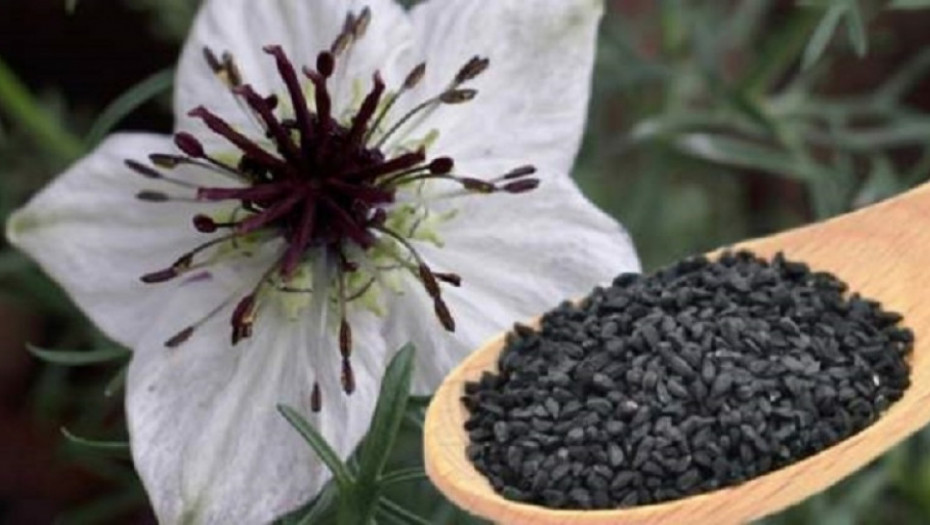 LEČI SVE BOLESTI, OSIM SMRTI: Božja biljka, nezamenjiva kod autoimunih tegoba