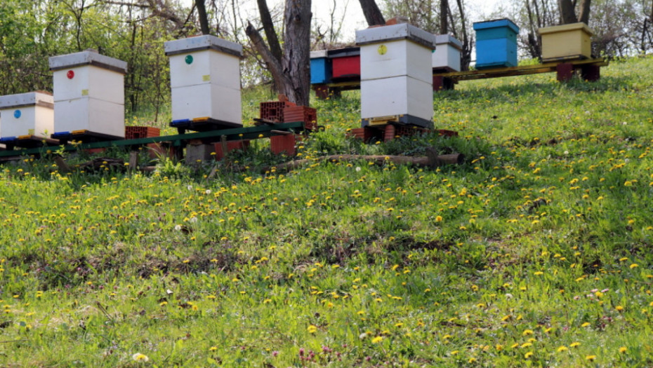 ROK ZA PODNOŠENJE ZAHTEVA JE 31. MAJ Stižu subvencije za pčelare, 800 dinara po košnici