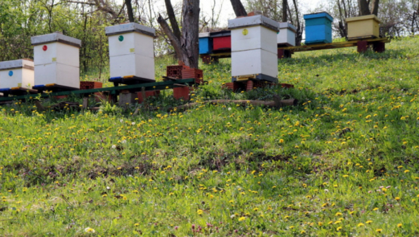 Pčelar Stanko Rajić: Ovaj med je najkvalitetniji, a evo kako se jede i gde treba da ga držite