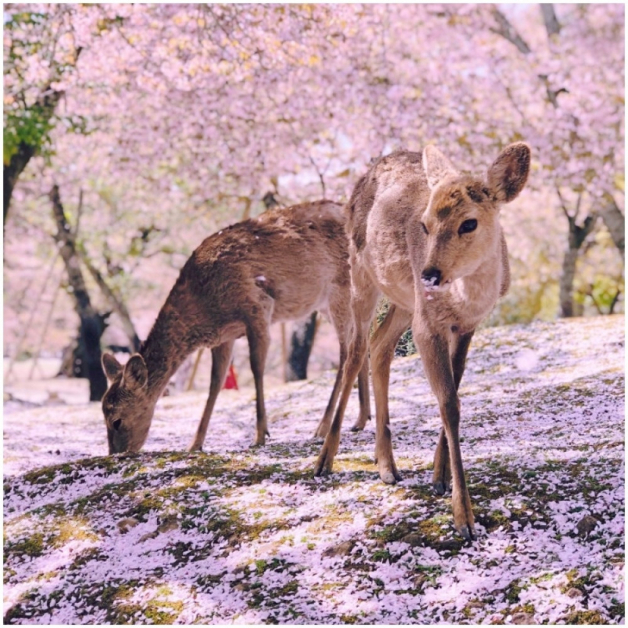 VELIKI NEDELJNI HOROSKOP Blizanci pazite kome se poveravate, Device, stiže vam novac, Jarčevi podložni ste upalama