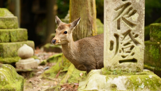 SAD: 40 posto divljih jelena imalo korona virus