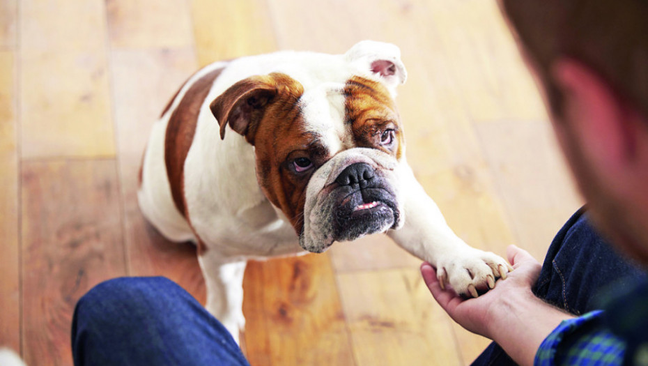 Pas često stavlja šapu na vas? Evo šta time želi da vam poruči