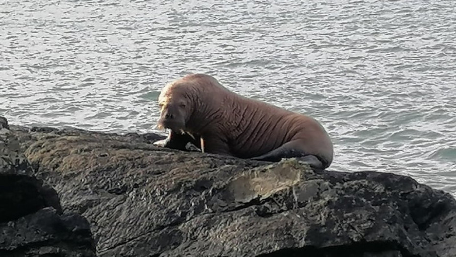 VIC DANA Kako se zove foka iz Kotora?