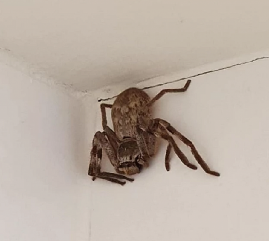 KAD SE NIJE ŠLOGIRALA! Žena ušla u kupatilo da se istušira, na zidu iznad kabine stajala je zver sa osam nogu zbog koje je odmah pobegla! (FOTO)