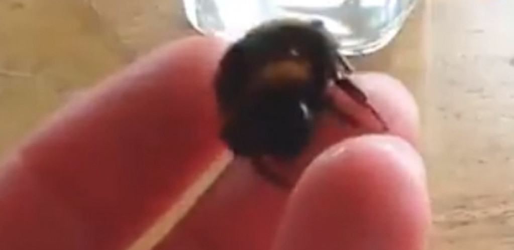 PČELE MOGU DA NANJUŠE KORONU: Vreme čekanja na rezultate testa - nekoliko sekundi