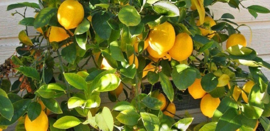 Zasadite limun u saksiji na ovaj način: Imaćete neograničene zalihe cele godine!