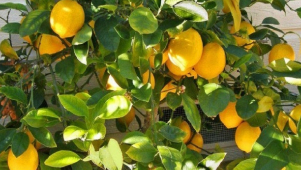 Zasadite limun u saksiji na ovaj način: Imaćete neograničene zalihe cele godine!