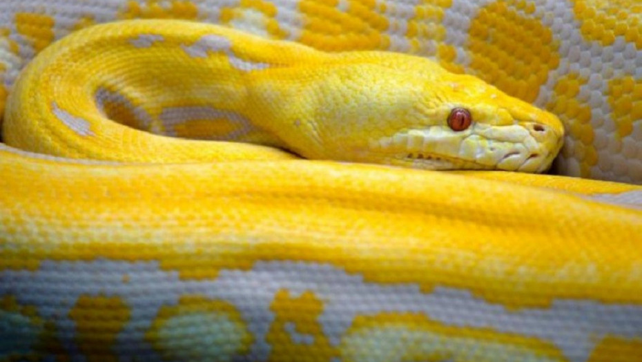 MASTURBACIJA DELFINA ILI KRVOŽEDNI MAJMUNI: Zaposleni dele mračne tajne zooloških vrtova!