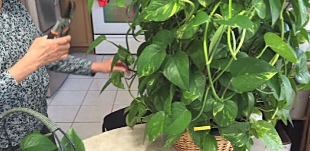 TRI BILJKE PRIVLAČE BOGATSTVO: Ali samo ako stoje na ovom mestu u stanu