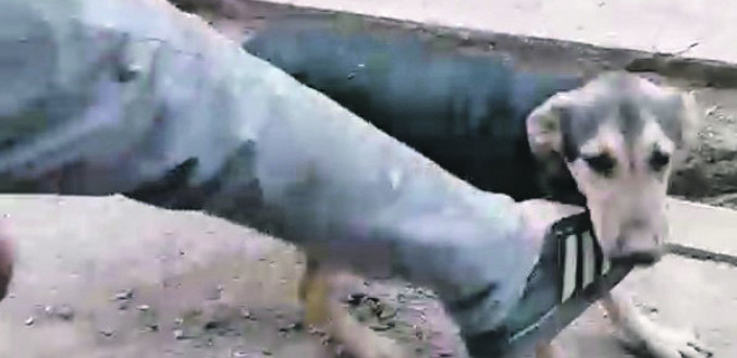 ODREĐEN PRITVOR ZA MONSTRUMA IZ ČUMIĆA Mučitelj pasa ostaje u zatvoru