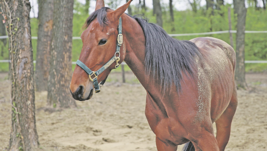 SRBIN ODREŠIO KESU! Jokić kupio konja, a tek da čujete koliko ga je platio! (FOTO)
