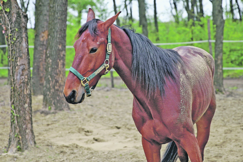 NEŠTO POTPUNO DRUGAČIJE! Sve što niste znali o omiljenom sportu Nikole Jokića!