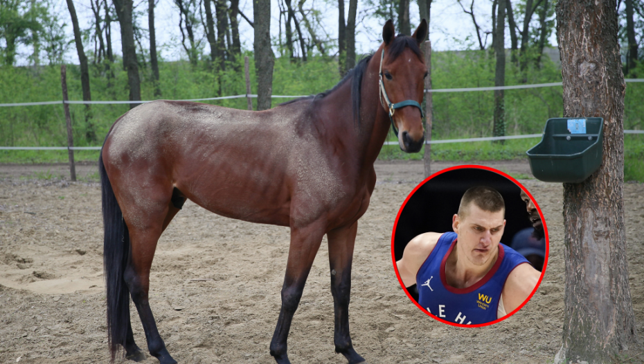 SRBIN ODREŠIO KESU! Jokić kupio konja, a tek da čujete koliko ga je platio! (FOTO)