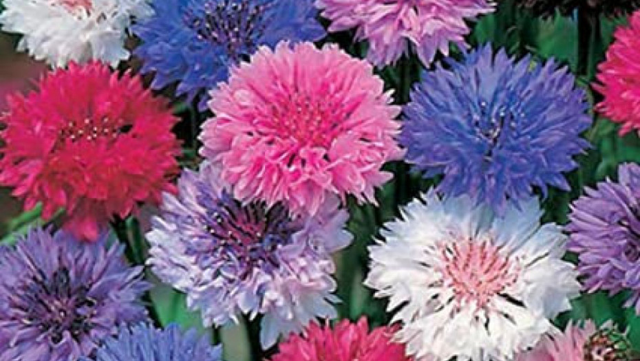 Najlepši ukras vaše bašte: Ova biljka ima i lekovita svojstva, evo kako se koristi